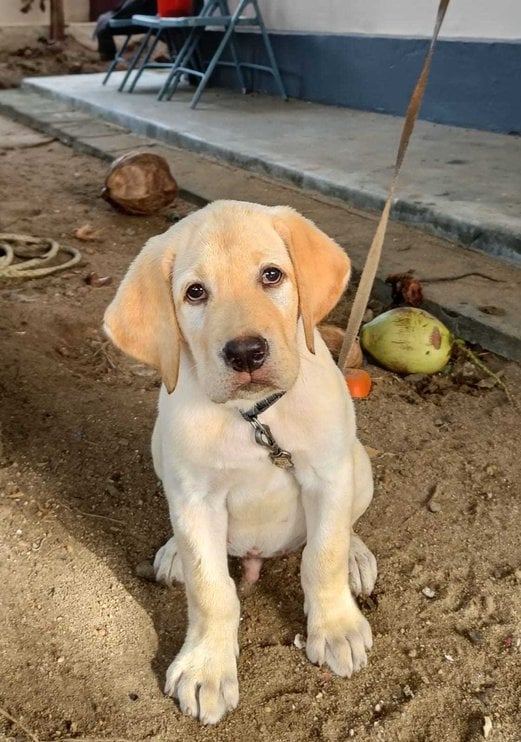 Labrador Retriever For Sale In Thrissur