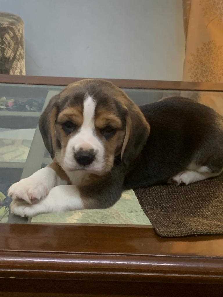 Beagle For Sale In Agra