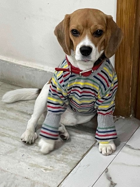 Beagle Dogs For Mating In Gurgaon