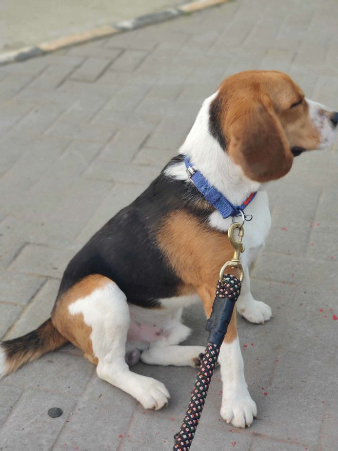 Beagle For Adoption In Bhubaneswar