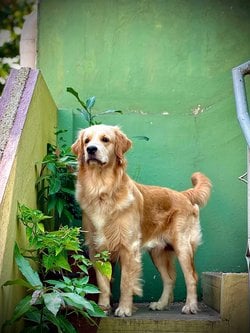 Golden Retriever Dogs For Mating In Chennai