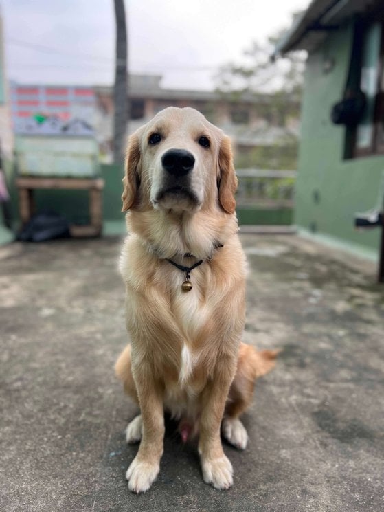 Golden Retriever Dogs For Mating In Chennai