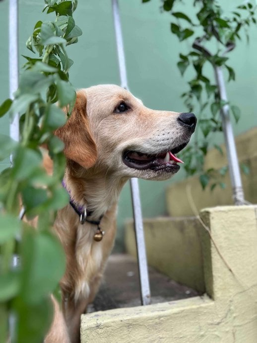Golden Retriever Dogs For Mating In Chennai