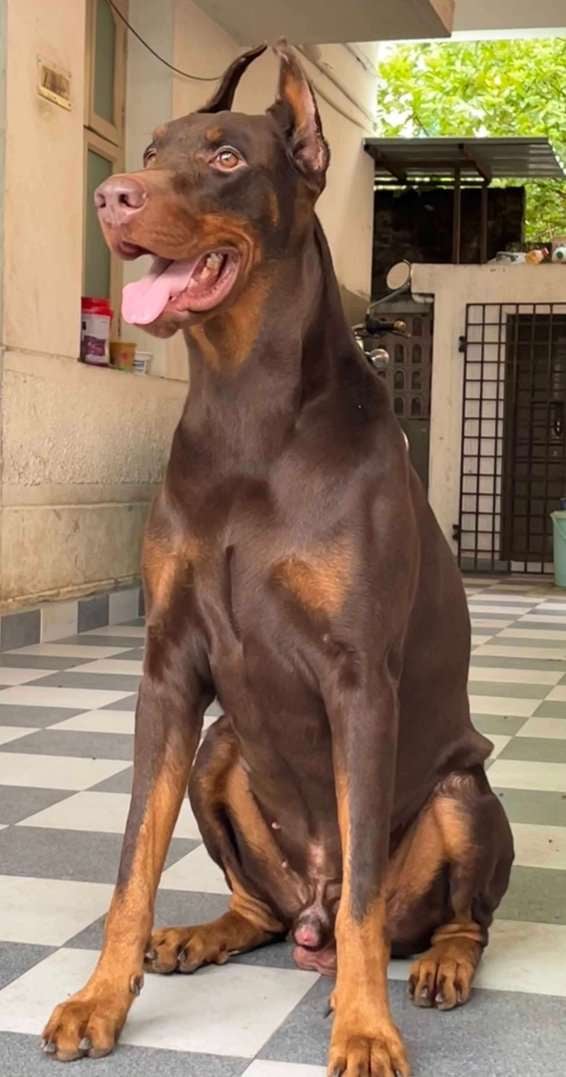 European Doberman Dogs For Mating In Chennai