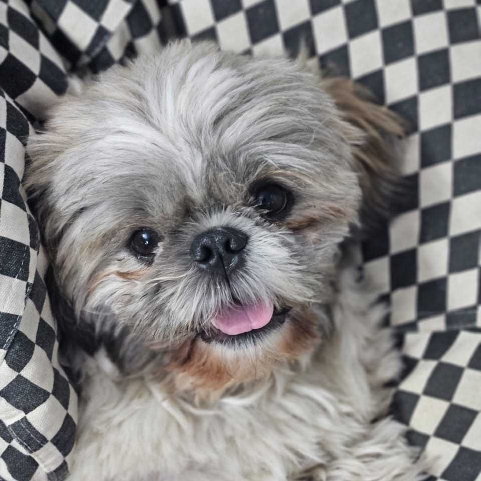 Shih Tzu Dogs For Mating In Faridabad
