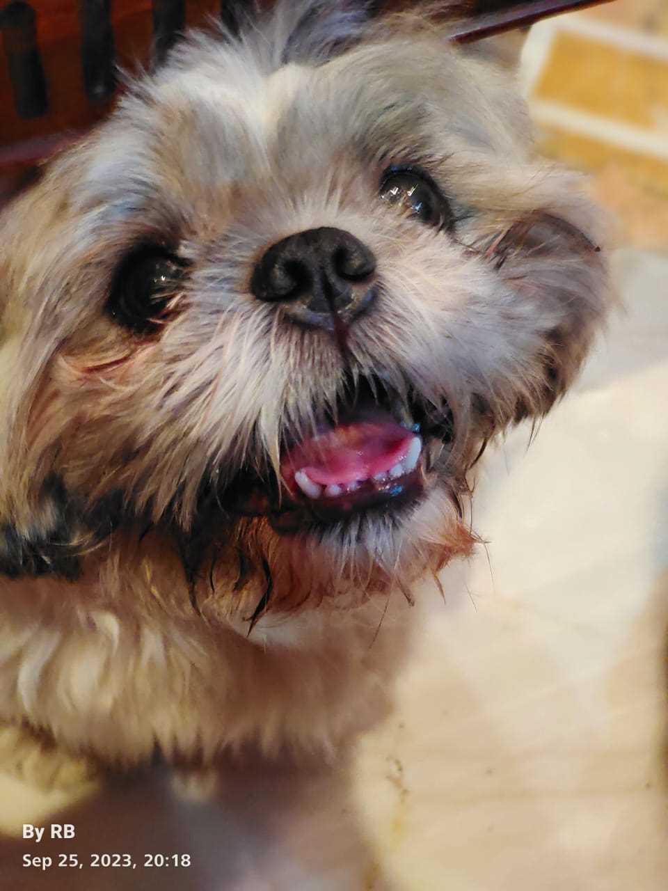 Shih Tzu Dogs For Mating In Faridabad