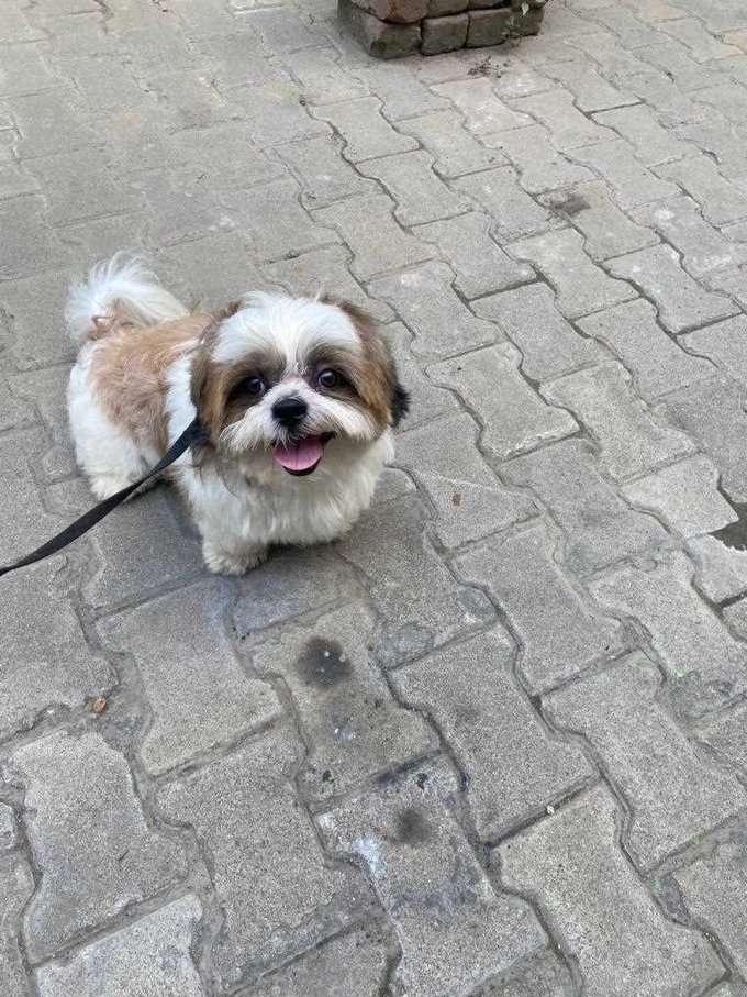 Shih Tzu Dogs For Mating In Chennai
