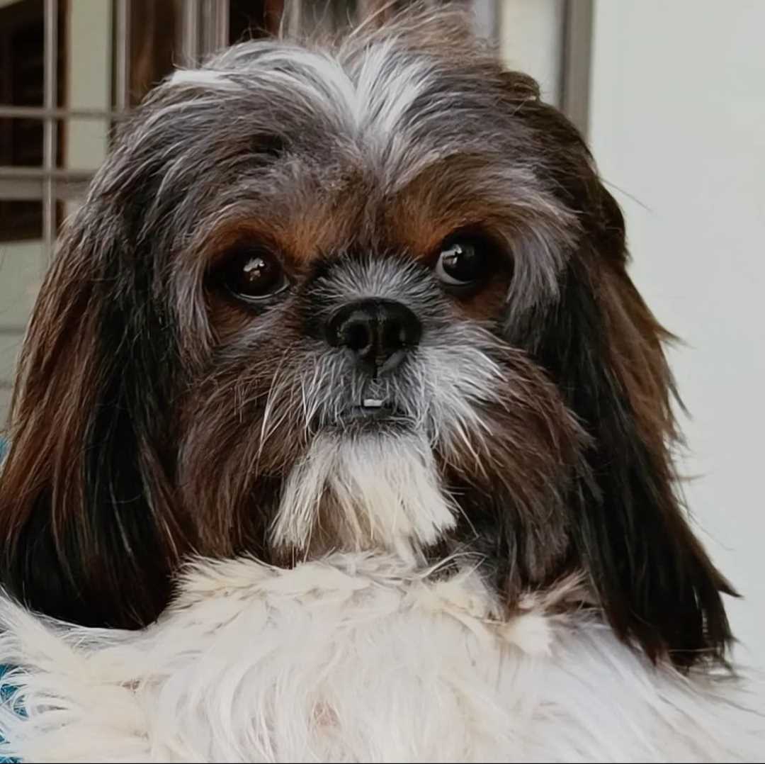 Shih Tzu Dogs For Mating In Bangalore