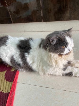 Persian Dogs For Mating In Hyderabad