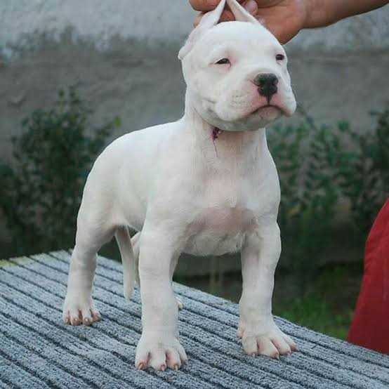 Dogo Argentino For Sale In Ghazipur UP