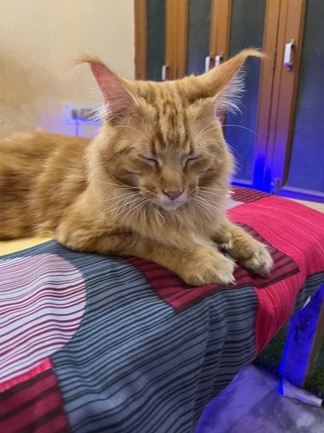 Maine Coon Dogs For Mating In Lucknow