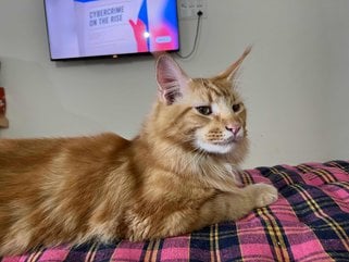 Maine Coon Dogs For Mating In Lucknow
