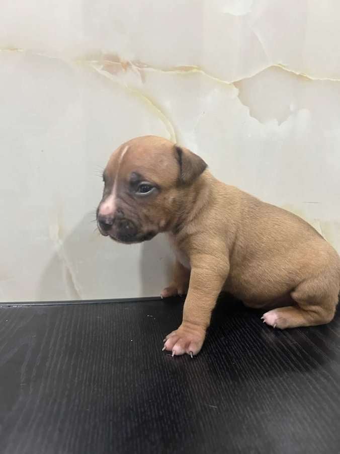 American Bully For Sale In Mumbai