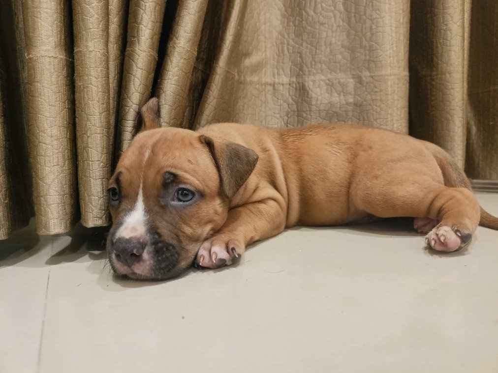 American Bully For Sale In Mumbai