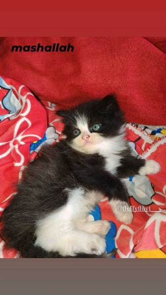 Persian For Sale In Lucknow