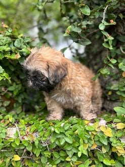 Shih Tzu For Sale In Ernakulam