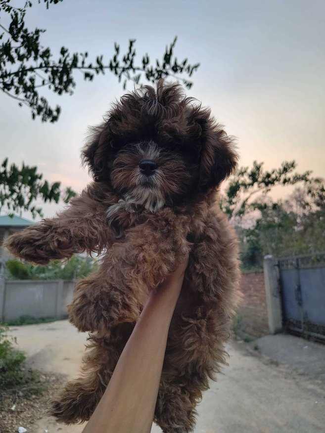 Shihpoo For Sale In Guwahati