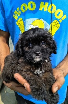 Shihpoo For Sale In Guwahati