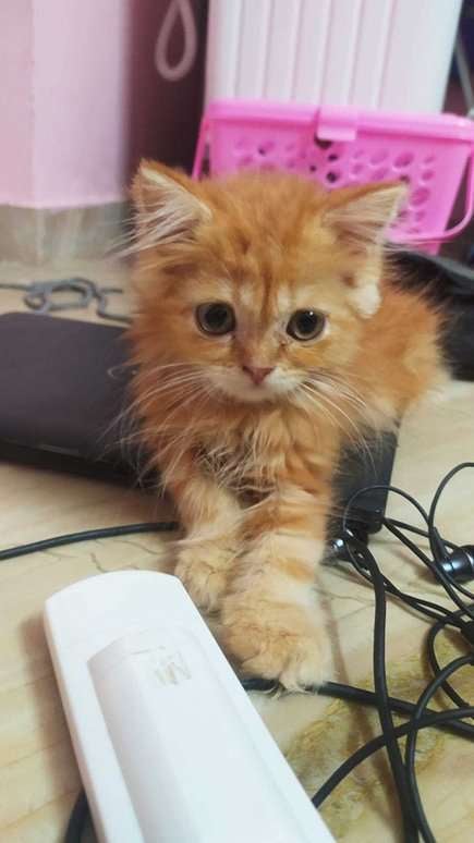 Persian For Sale In Chennai