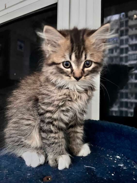 Persian For Sale In Meerut