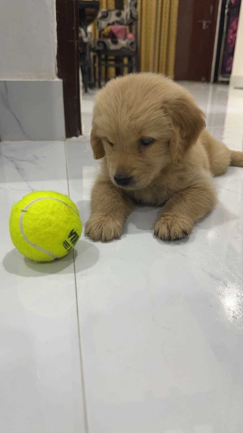 Golden Retriever For Sale In Varanasi