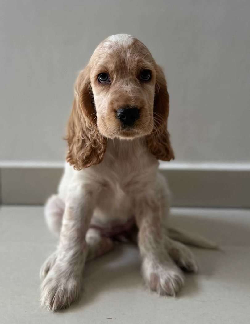 English Cocker Spaniel For Sale In Bangalore