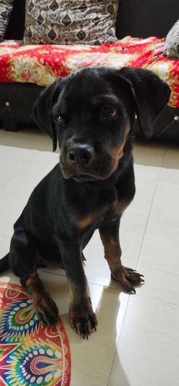Rottweiler For Sale In Valsad