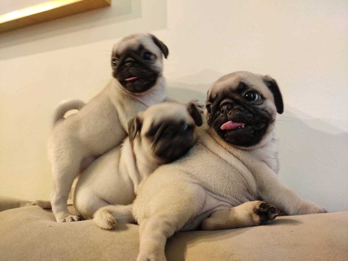 Pug For Sale In Gurgaon