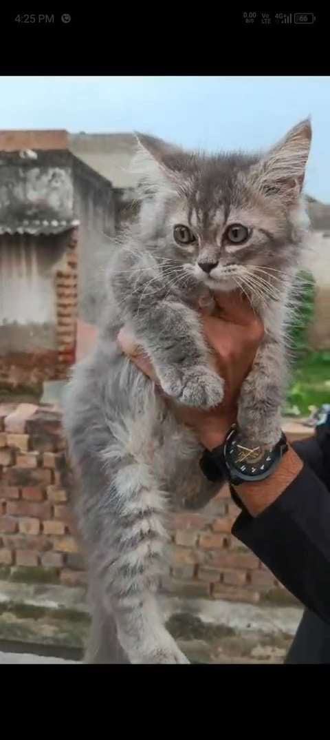 Persian For Sale In Agra