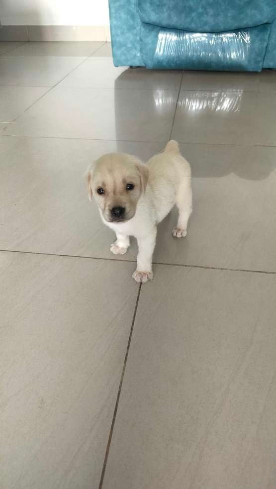 Labrador Retriever For Sale In Tiruvallur