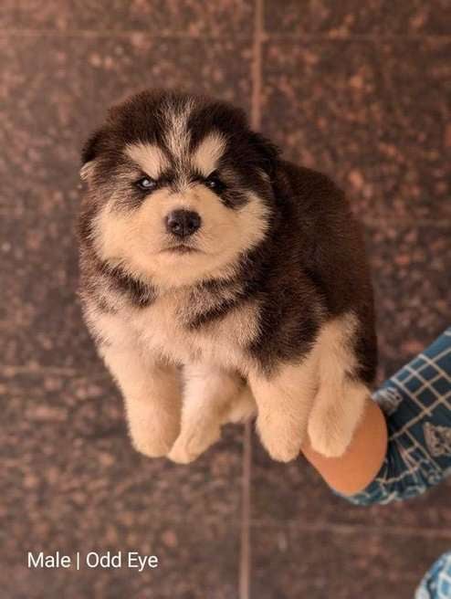 Siberian Husky For Sale In Kolar