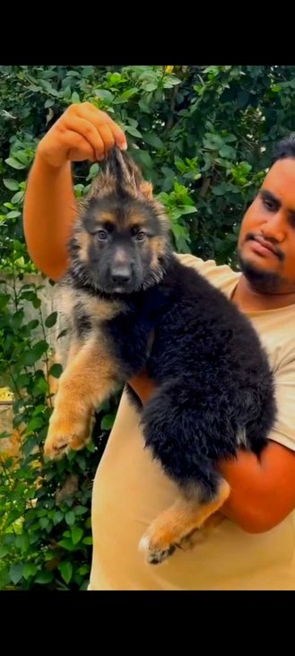 German Shepherd For Sale In Kolar