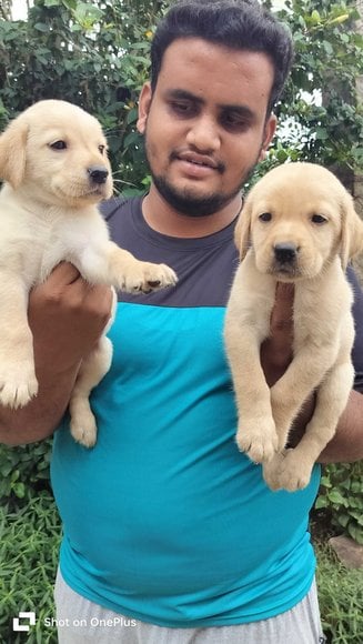 Labrador Retriever For Sale In Kolar