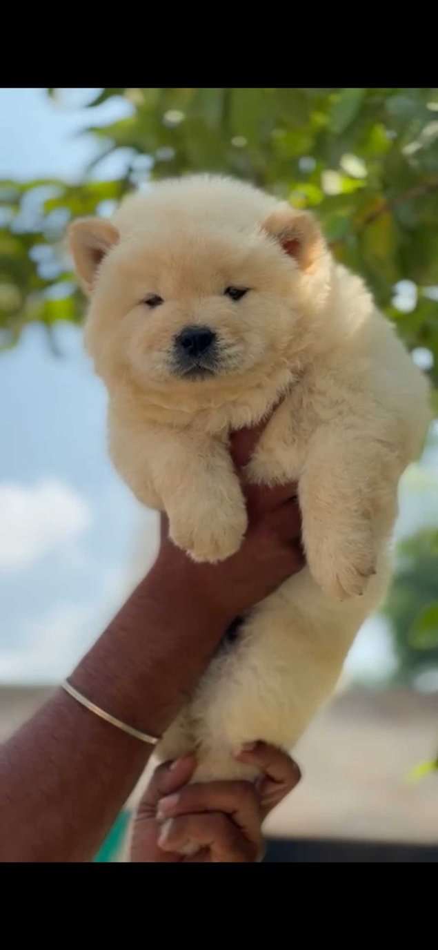Chow Chow For Sale In Karnal