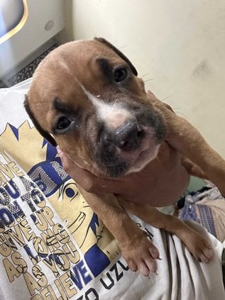 American Bully For Sale In Mumbai