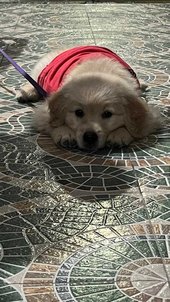 Golden Retriever For Sale In Sambalpur
