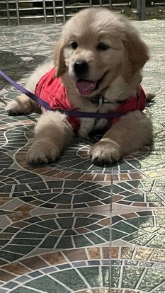 Golden Retriever For Sale In Sambalpur