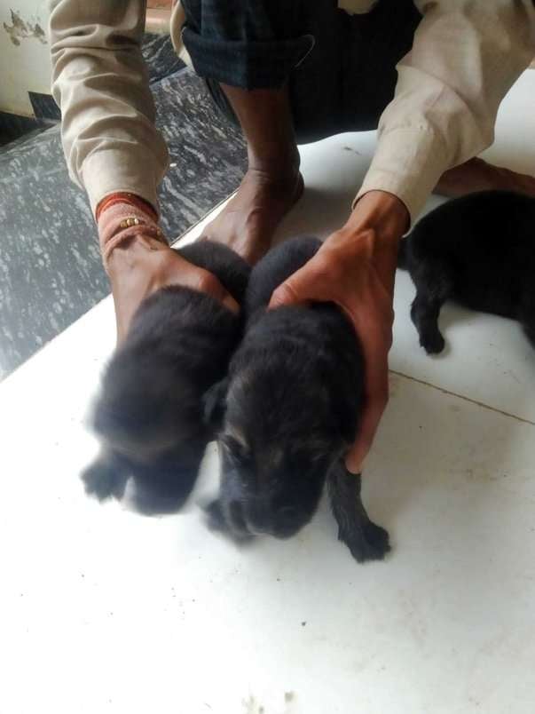 German Shepherd For Sale In Bhopal
