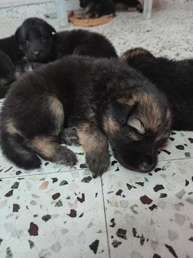 German Shepherd For Sale In Bhopal