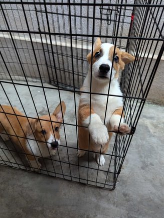 Cardigan Welsh Corgi For Sale In Bangalore