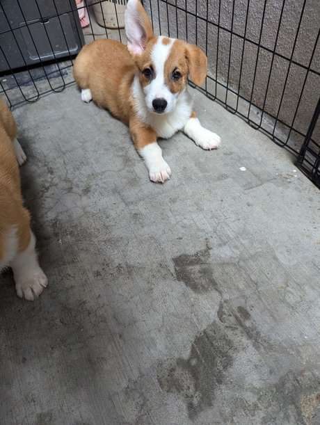 Cardigan Welsh Corgi For Sale In Bangalore