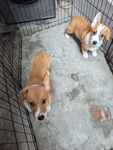 Cardigan Welsh Corgi For Sale In Bangalore