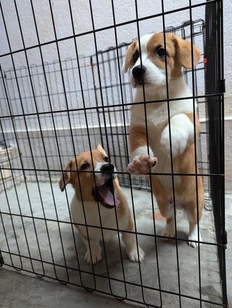 Cardigan Welsh Corgi For Sale In Bangalore