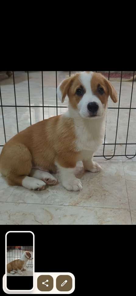 Cardigan Welsh Corgi For Sale In Bangalore