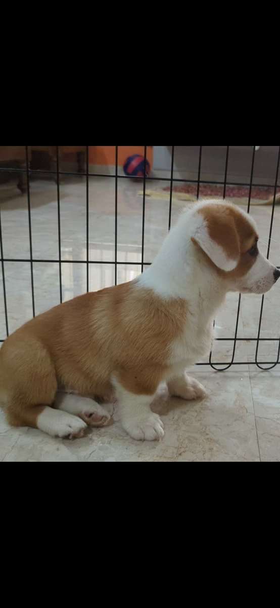 Cardigan Welsh Corgi For Sale In Bangalore