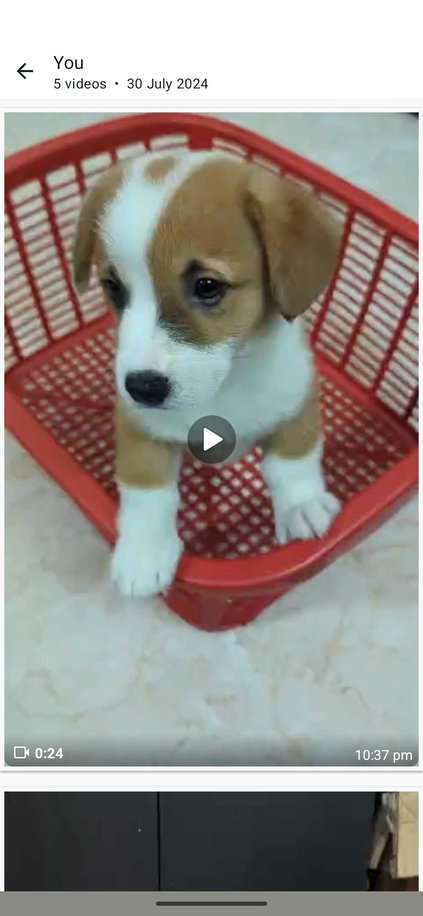 Cardigan Welsh Corgi For Sale In Bangalore