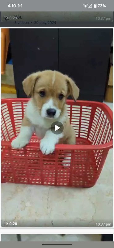 Cardigan Welsh Corgi For Sale In Bangalore