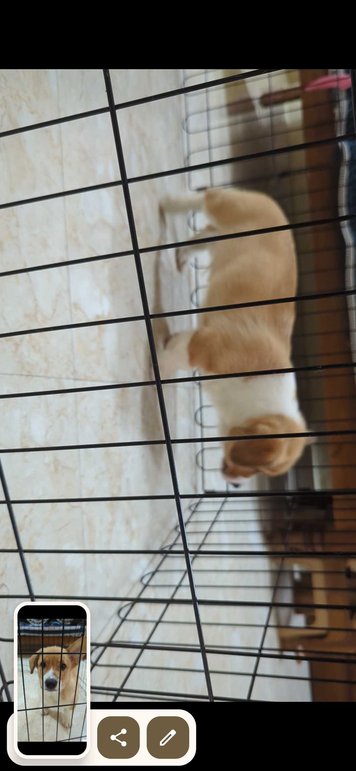 Cardigan Welsh Corgi For Sale In Bangalore
