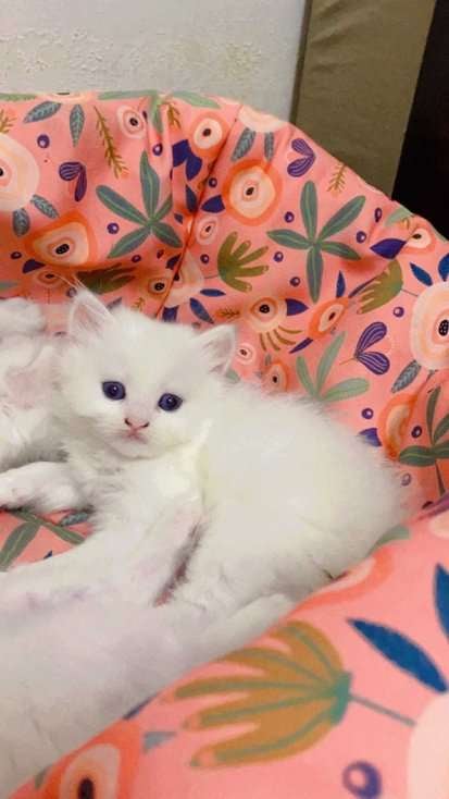 Persian For Sale In Saharanpur