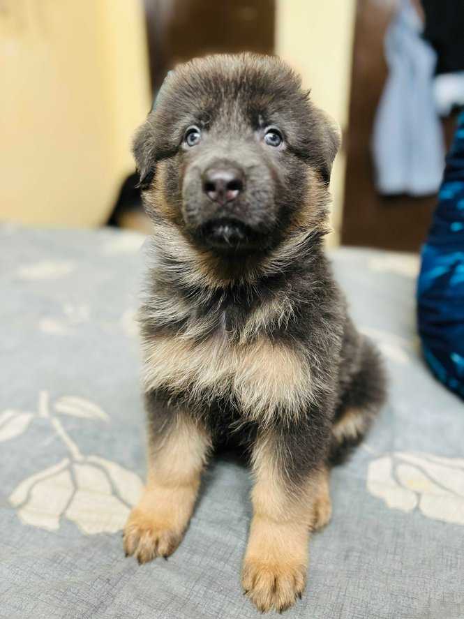 German Shepherd For Sale In Gurgaon
